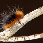 woolly caterpillar meaning