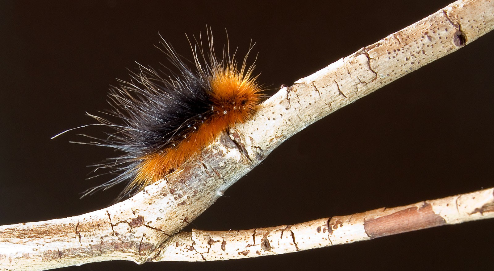 woolly caterpillar meaning