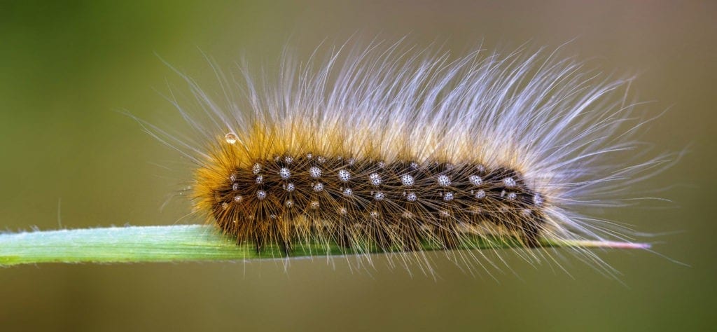 woolly caterpillar meaning