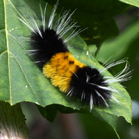 woolly caterpillar meaning