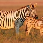 zebra facts and symbolic meaning