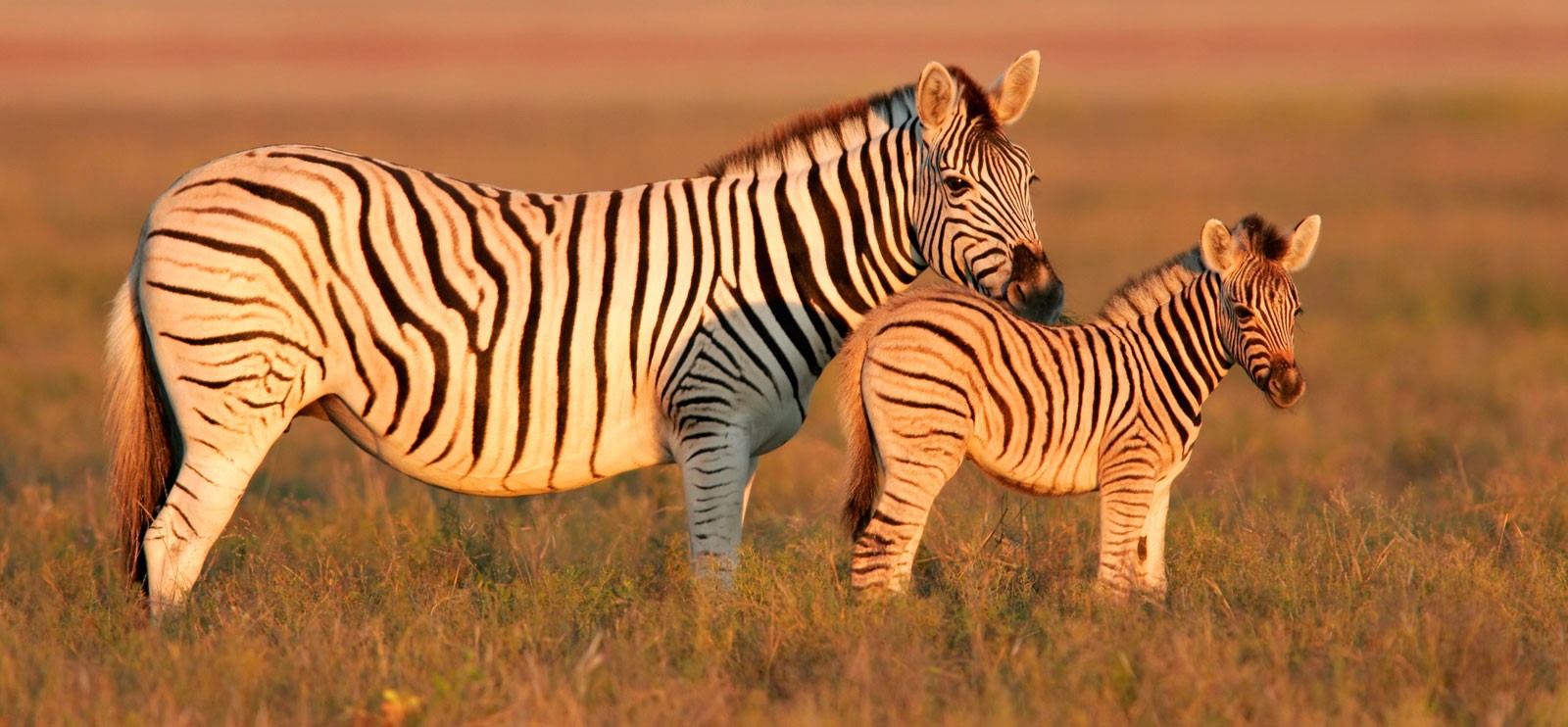 zebra facts and symbolic meaning