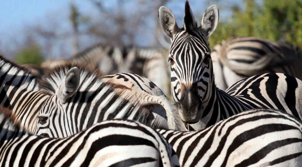 zebra facts and zebra meaning