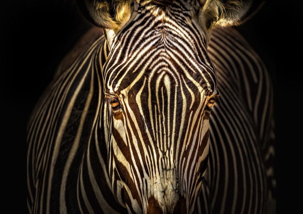 zebra facts and zebra meaning