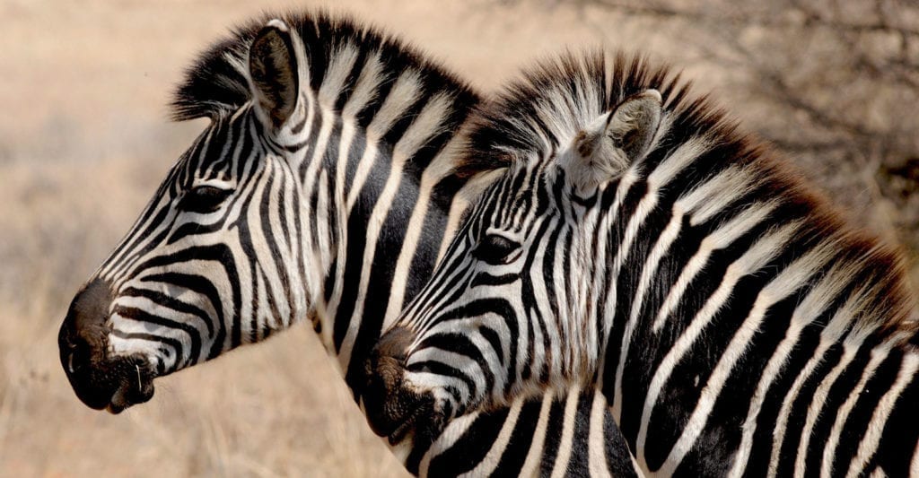 zebra facts and zebra symbolic meaning