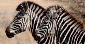 zebra facts and zebra symbolic meaning