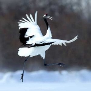 Chinese animal symbol crane meaning