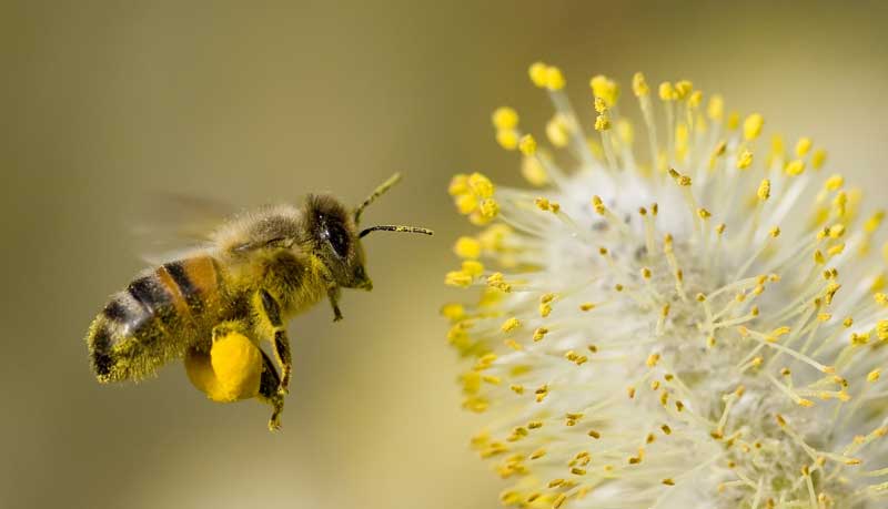 Symbolic Bee Meaning