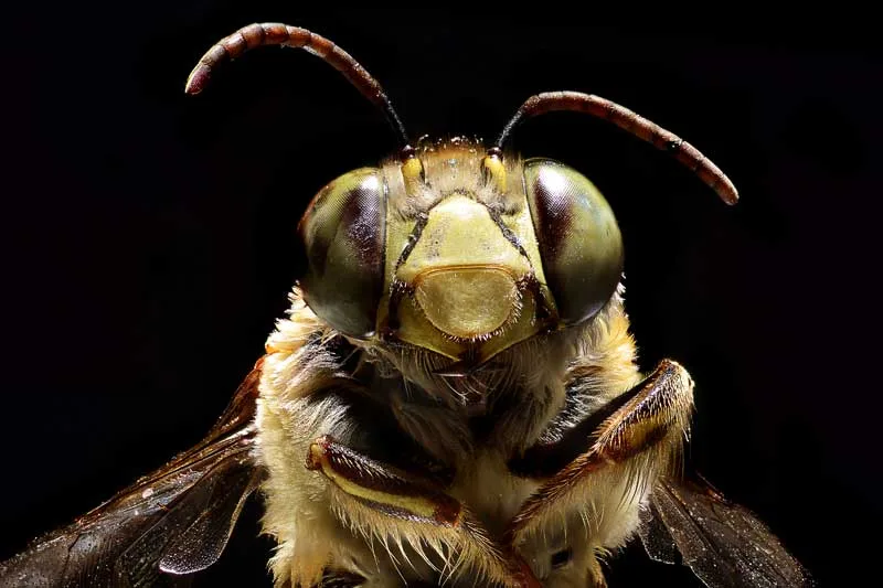 Symbolic Bee Meaning