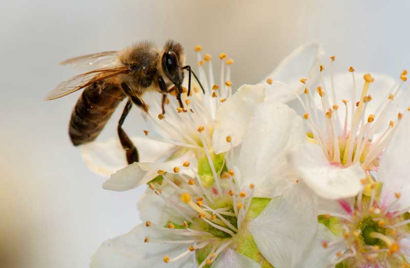 Symbolic Bee Meaning