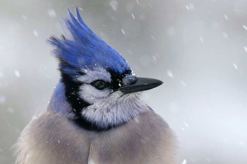 Blue Jay Meaning
