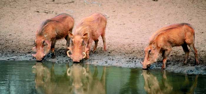 wild boar meaning