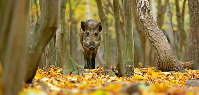 wild boar meaning