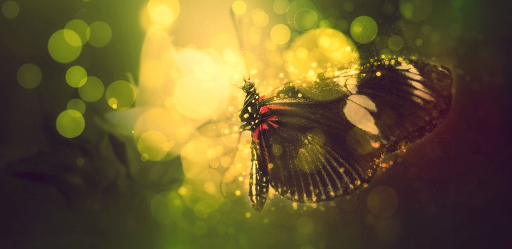 butterfly meaning and law of attraction