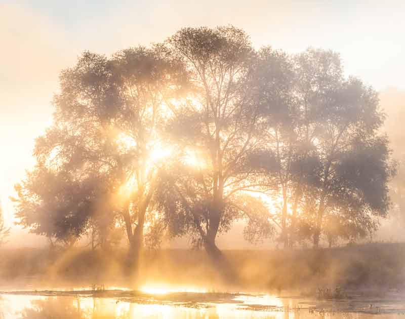 celtic meaning and ogham alder tree meaning