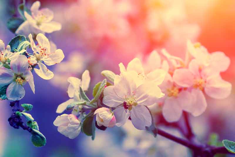 Celtic Meaning Of The Apple Tree And Ogham Meaning On Whats Your Sign