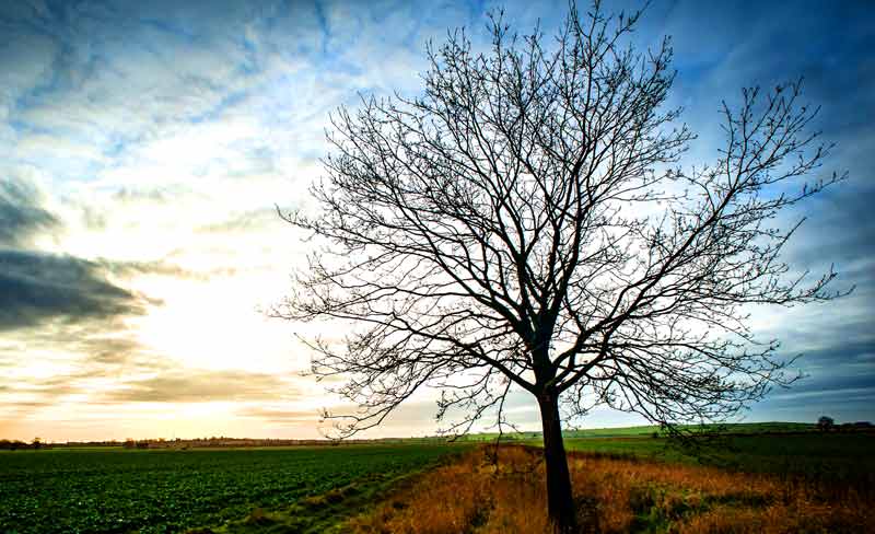 Celtic Ash Meaning