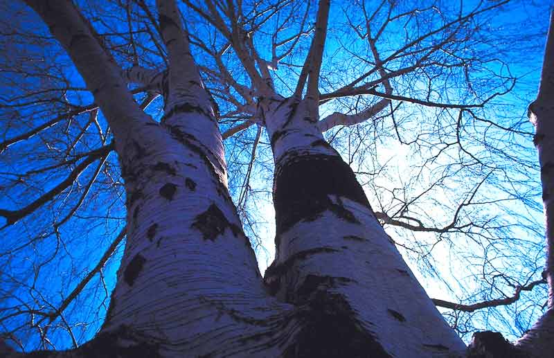 celtic meaning birch tree ogham meaning