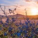 celtic meaning blackthorn tree meaning in the ogham