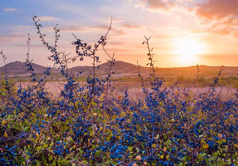 Celtic Meaning Blackthorn Tree