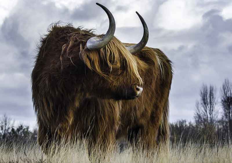 Celtic bull sign meaning