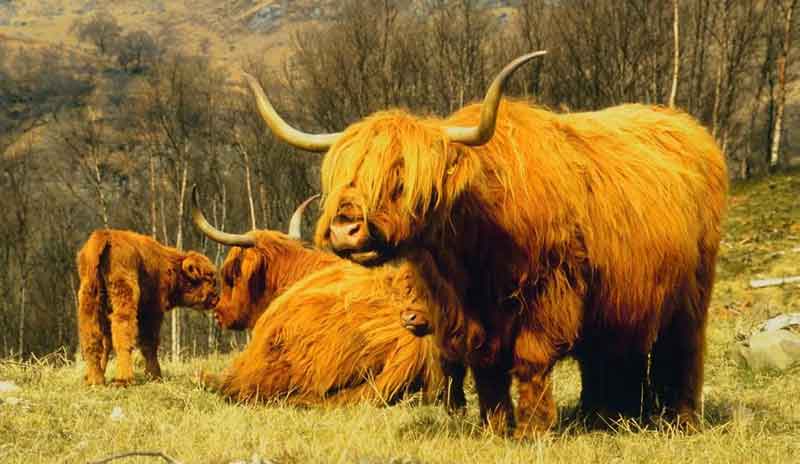 Celtic bull sign meaning