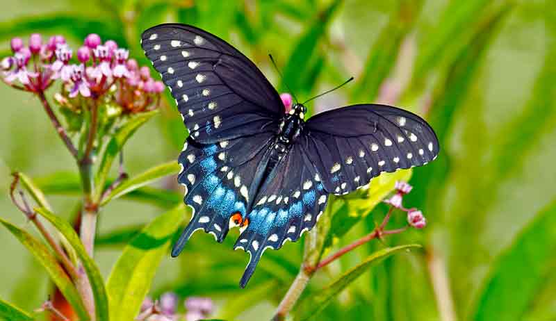 Celtic Butterfly Sign