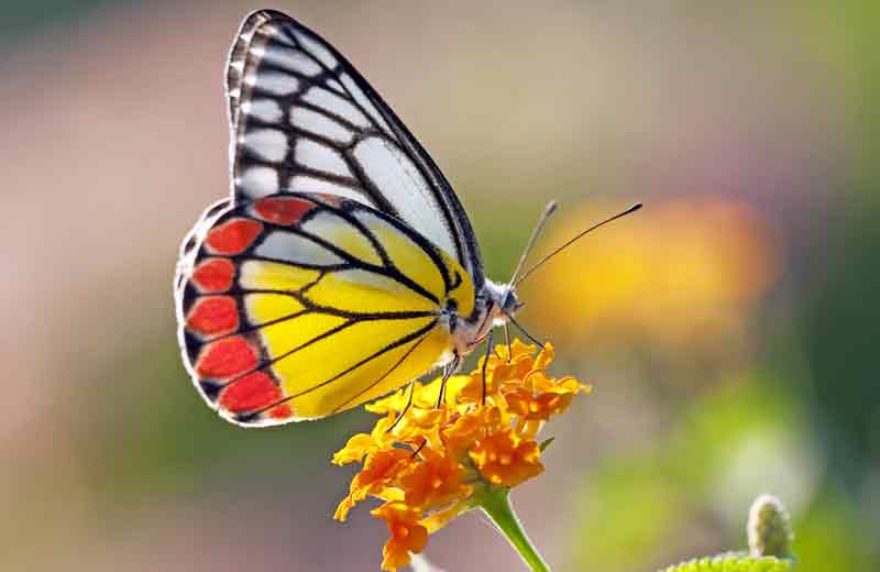 Celtic Butterfly Sign Meaning