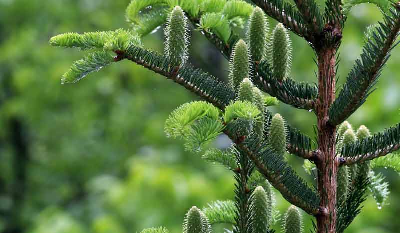 celtic meaning fir tree and tree meaning in the Druid ogham