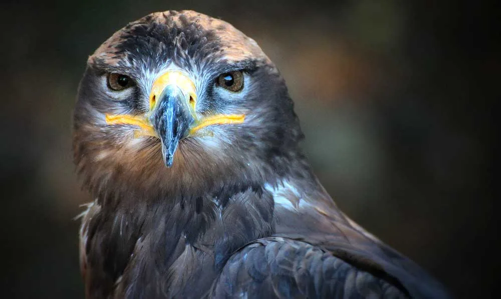Celtic zodiac sign hawk meaning
