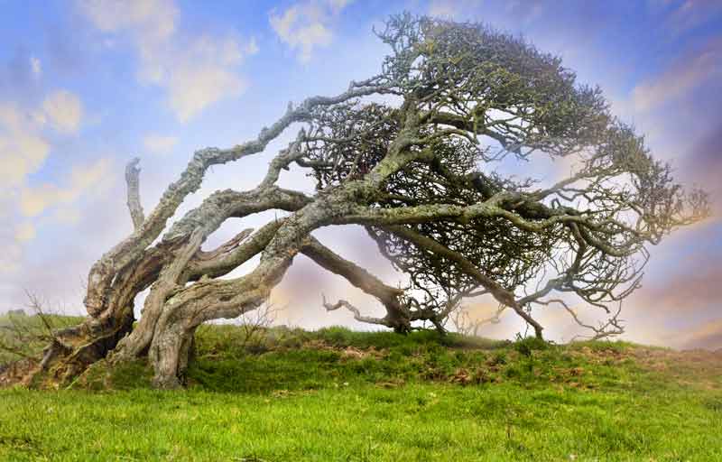 celtic meaning hawthorn tree meaning ogham meaning