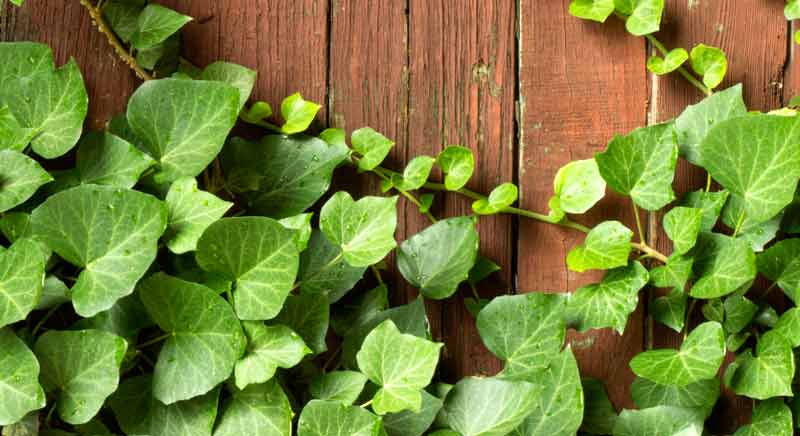 celtic meaning ivy and ogham meaning