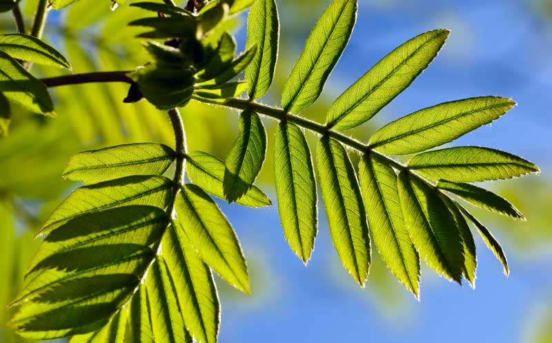 celtic meaning rowan tree meaning ogham