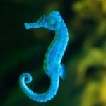 Celtic zodiac sign seahorse meaning