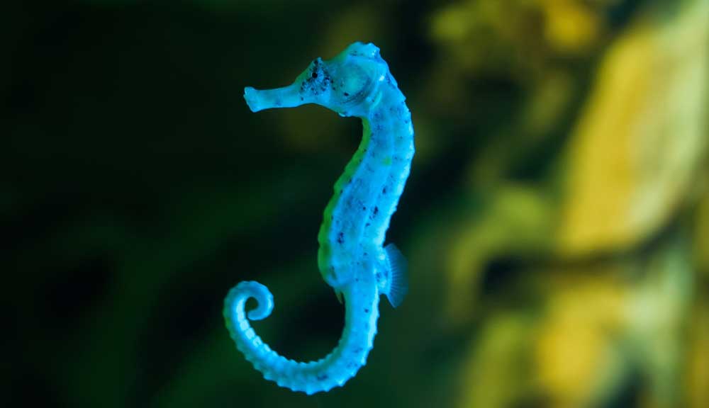 Celtic Zodiac Sign Seahorse