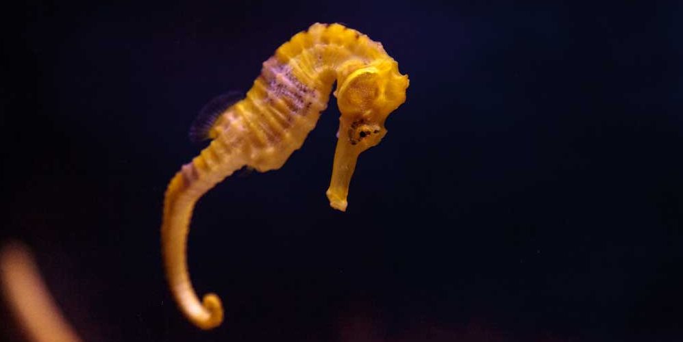 Celtic zodiac sign seahorse meaning