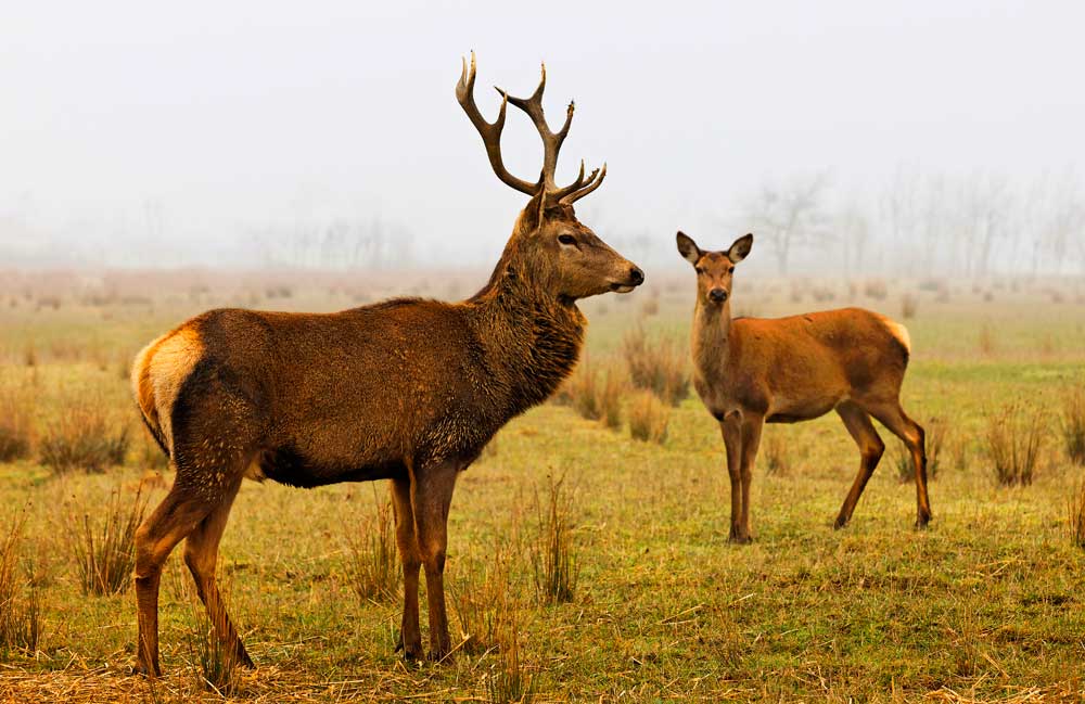 celtic zodiac sign stag and deer meaning