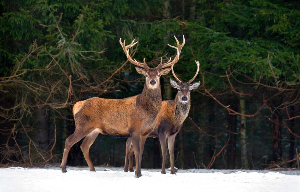 celtic zodiac sign stag and deer meaning