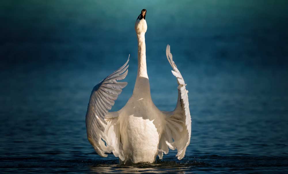 Celtic zodiac sign swan meaning