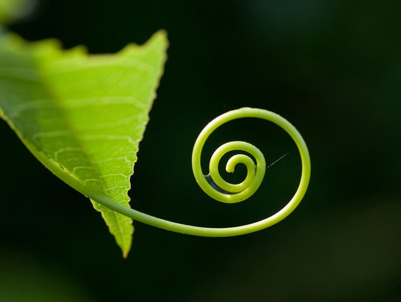 celtic meaning vine and vine meaning in the ogham