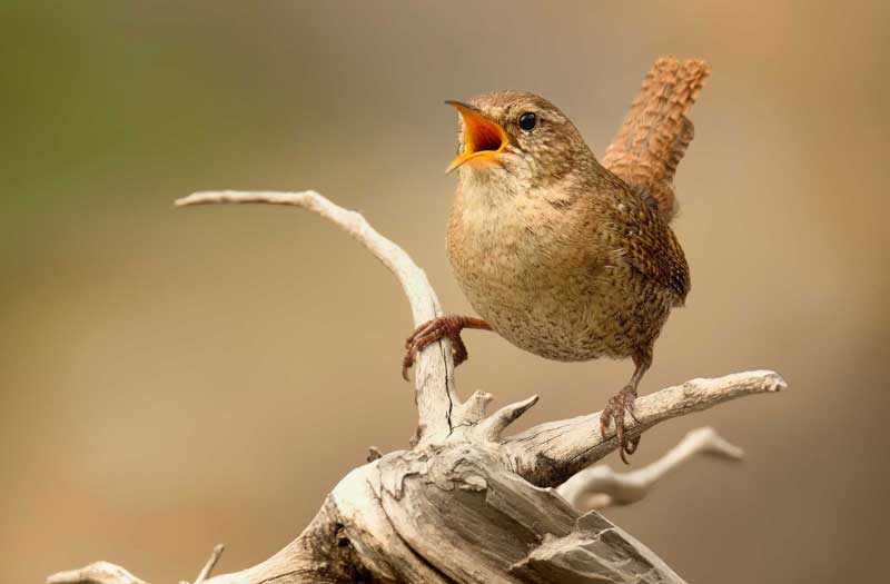 Celtic wren meaning