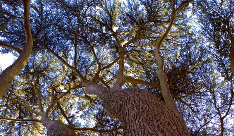 celtic meaning of the yew tree in the druid ogham