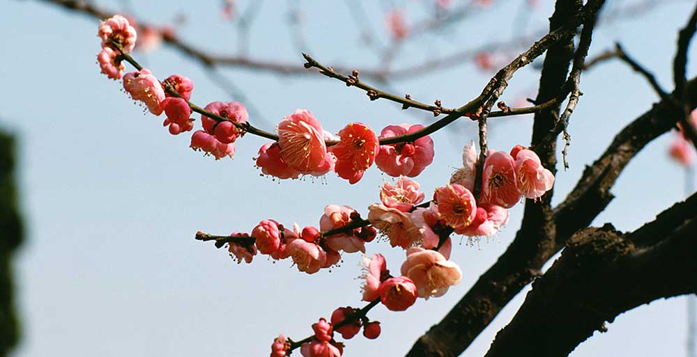 cherry blossom tattoo meaning