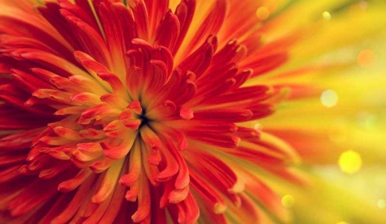 Flowers And Meanings Symbolism Of Flowers On Whats Your Sign Flowers And Meanings Symbolism Of Flowers On Whats Your Sign