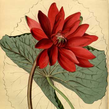 Chinese flower meaning lotus meaning