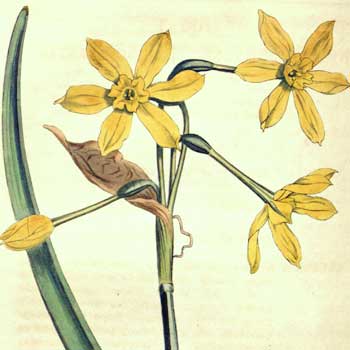 Chinese flower meaning narcissus