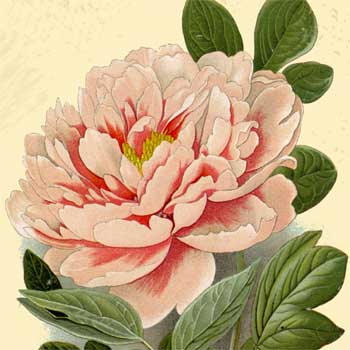 Chinese flower meaning peony