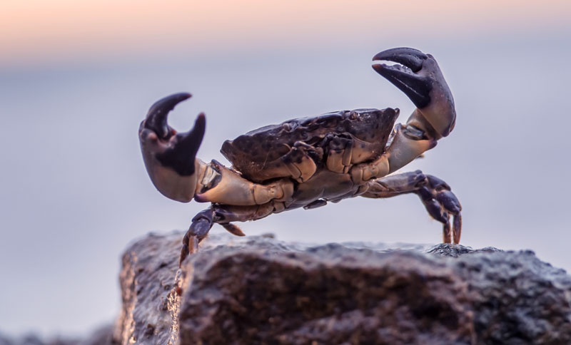 Crab symbolism and crab meaning