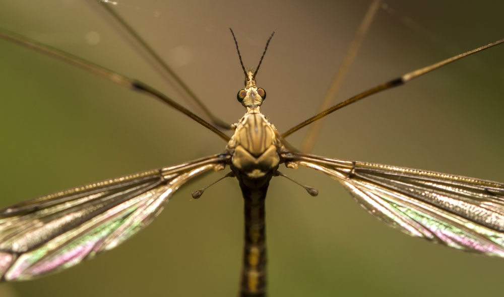 Insect Meaning Crane Fly Symbolism On Whats Your Sign