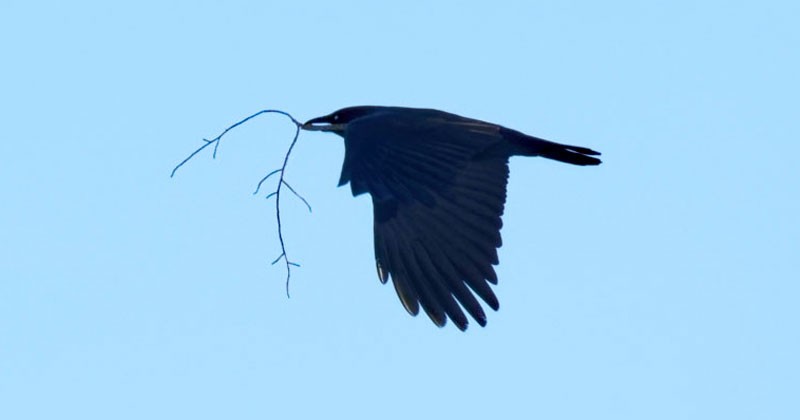 Crow symbolism and crow meaning